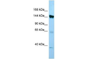 Image no. 1 for anti-Elastin Microfibril Interfacer 1 (EMILIN1) (C-Term) antibody (ABIN2790083)