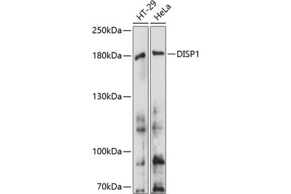 DISP1 Antikörper  (AA 1325-1524)