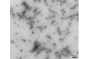 Electron Microscopy (EM) image for Synuclein, alpha (SNCA) (full length) (Active) protein (ABIN5065824)