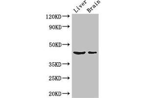 METTL2A antibody  (AA 1-242)