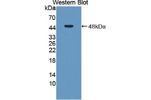 Image no. 1 for anti-Adenosylhomocysteinase (AHCY) (AA 2-432) antibody (ABIN1866592)