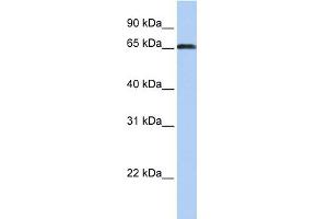 Image no. 1 for anti-ZXD Family Zinc Finger C (ZXDC) (Middle Region) antibody (ABIN2784189)