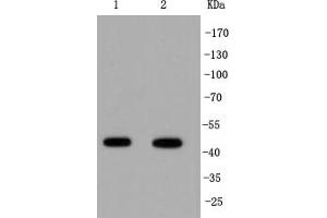 Image no. 1 for anti-Interferon Regulatory Factor 1 (IRF1) antibody (ABIN5557374)