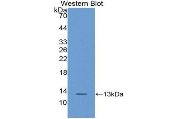 anti-Chemokine (C-X-C Motif) Ligand 14 (CXCL14) (AA 23-99) antibody