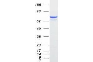 Image no. 1 for Protein tyrosine Phosphatase, Receptor Type, E (PTPRE) (Transcript Variant 1) protein (Myc-DYKDDDDK Tag) (ABIN2730144)