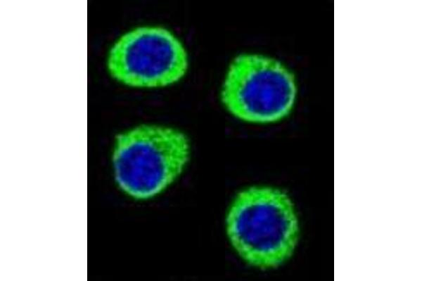 anti-Cleavage and Polyadenylation Specific Factor 3-Like (CPSF3L) (AA 98-126), (N-Term) antibody