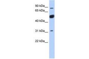 Image no. 1 for anti-BEN Domain Containing 2 (BEND2) (AA 611-660) antibody (ABIN6743252)