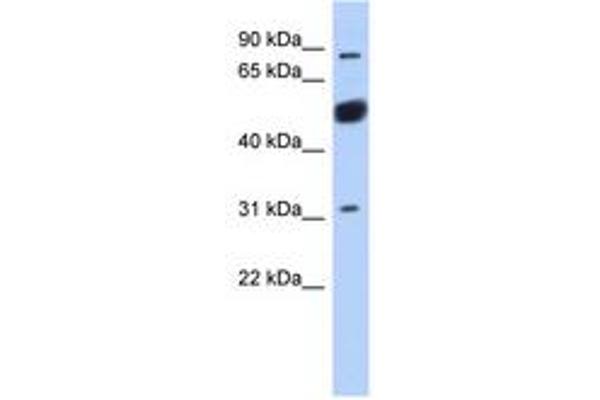 BEND2 抗体  (AA 611-660)