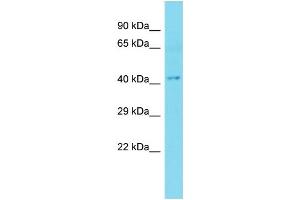 Image no. 1 for anti-HEN1 Methyltransferase Homolog 1 (HENMT1) (C-Term) antibody (ABIN2791577)