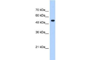 Image no. 3 for anti-Interferon-Induced Protein with Tetratricopeptide Repeats 3 (IFIT3) (N-Term) antibody (ABIN2782443)