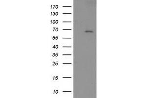 Image no. 1 for anti-SH2B Adaptor Protein 3 (SH2B3) antibody (ABIN2731950)