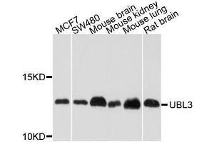 Image no. 1 for anti-Ubiquitin-Like 3 (UBL3) antibody (ABIN6149849)