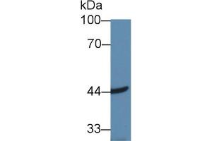 Image no. 1 for anti-Acetyl-CoA Acyltransferase 2 (ACAA2) (AA 90-397) antibody (ABIN5013060)