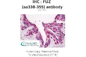 anti-Fuzzy Homolog (FUZ) (AA 338-355) antibody