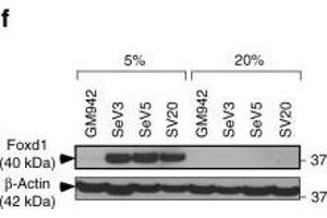 Image no. 2 for anti-Forkhead Box D1 (FOXD1) (C-Term) antibody (ABIN2854683)