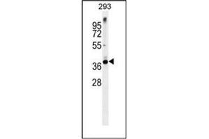 Image no. 1 for anti-Syntaxin 16 (STX16) (AA 254-282), (C-Term) antibody (ABIN955034)