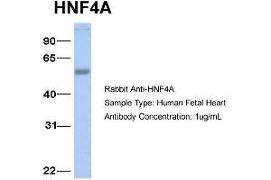 Image no. 2 for anti-Hepatocyte Nuclear Factor 4, alpha (HNF4A) (N-Term) antibody (ABIN2777514)