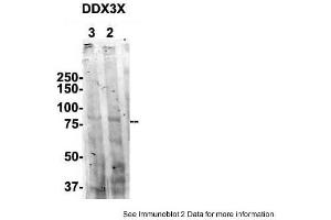 Image no. 2 for anti-DEAD (Asp-Glu-Ala-Asp) Box Polypeptide 3, X-Linked (DDX3X) (N-Term) antibody (ABIN2775180)