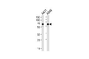 Image no. 1 for anti-Stress-Induced-phosphoprotein 1 (STIP1) (AA 269-297) antibody (ABIN1882135)