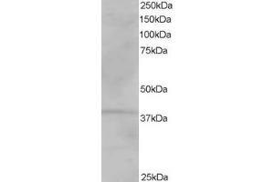 Image no. 2 for anti-Vacuolar Protein Sorting-Associated Protein 26A (VPS26A) (C-Term) antibody (ABIN185172)
