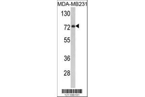 Image no. 1 for anti-Flavin Containing Monooxygenase 3 (FMO3) (AA 30-56), (N-Term) antibody (ABIN390888)