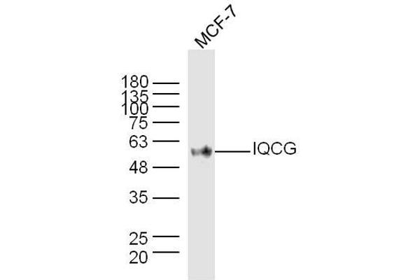 IQCG Antikörper