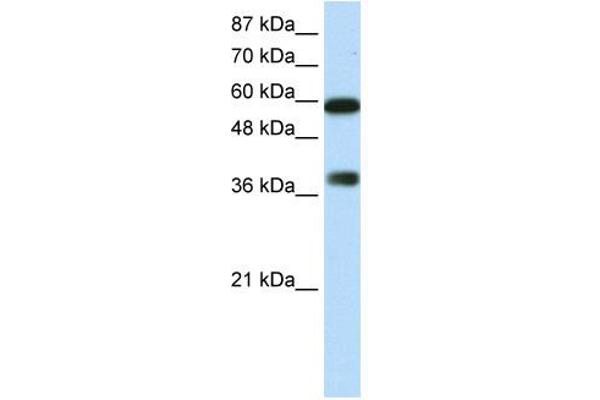 anti-AT Rich Interactive Domain 3B (BRIGHT-Like) (ARID3B) (C-Term) antibody