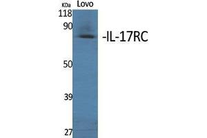 Image no. 2 for anti-Interleukin 17 Receptor C (IL17RC) (C-Term) antibody (ABIN3185161)