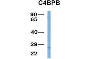 Image no. 3 for anti-Complement Component 4 Binding Protein, beta (C4BPB) (N-Term) antibody (ABIN2778139)