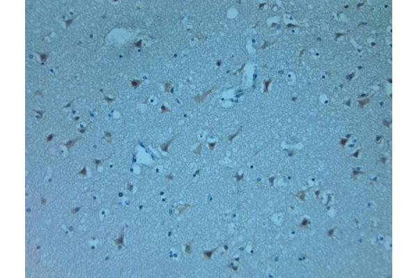 RGMA antibody  (C-Term)