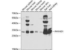 PHYHD1 抗体  (AA 1-291)