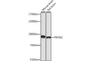 PIK3R2 antibody