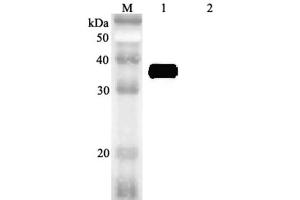 Image no. 1 for anti-Microfibrillar-Associated Protein 4 (MFAP4) antibody (ABIN1169267)