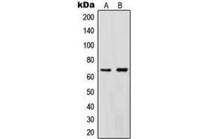 Western blot analysis of Cytokine IK expression in HeLa (A), HEK293T (B) whole cell lysates.