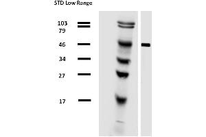 Image no. 6 for anti-alpha Tubulin (TUBA1) antibody (Biotin) (ABIN301997)