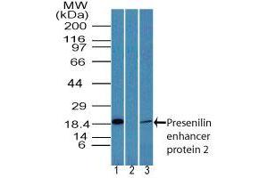 Image no. 1 for anti-Presenilin Enhancer 2 Homolog (PSENEN) (AA 1-50) antibody (ABIN960316)