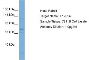 Image no. 1 for anti-Interleukin 12 Receptor, beta 2 (IL12RB2) (Middle Region) antibody (ABIN2782132)