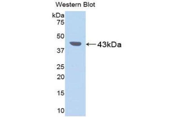 anti-Pepsinogen C (PGC) (AA 17-392) antibody