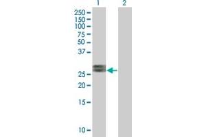 Western Blot analysis of FGF19 expression in transfected 293T cell line by FGF19 MaxPab polyclonal antibody.