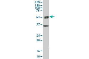 Image no. 2 for anti-SH2 Domain Containing 4A (SH2D4A) (AA 1-454) antibody (ABIN528473)