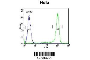 Image no. 1 for anti-Kruppel-Like Factor 17 (KLF17) (AA 243-271) antibody (ABIN651698)