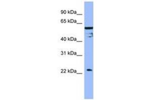 Image no. 1 for anti-Fas Apoptotic Inhibitory Molecule (FAIM) (AA 143-192) antibody (ABIN6741844)