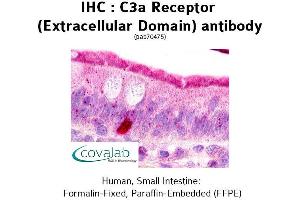 Image no. 2 for anti-Complement Component 3a Receptor 1 (C3AR1) (2nd Extracellular Domain) antibody (ABIN1732492)