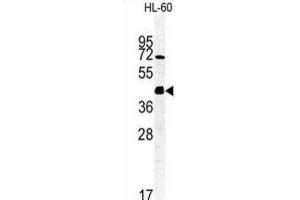 Image no. 2 for anti-FK506 Binding Protein Like (FKBPL) antibody (ABIN3002248)