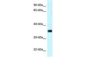 Image no. 1 for anti-Solute Carrier Family 25, Member 33 (SLC25A33) (AA 146-195) antibody (ABIN6747621)