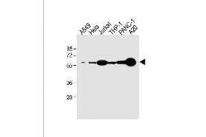 Image no. 6 for anti-Sequestosome 1 (SQSTM1) (AA 317-346) antibody (ABIN388979)