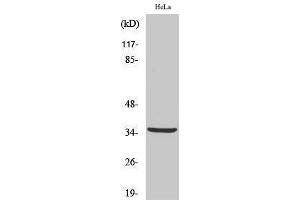 Image no. 1 for anti-Cathepsin L2 (CTSL2) (cleaved), (Leu114) antibody (ABIN3181798)