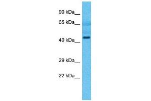 Image no. 1 for anti-tRNA 5-Methylaminomethyl-2-Thiouridylate Methyltransferase (TRMU) (N-Term) antibody (ABIN2783514)