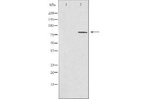 Image no. 2 for anti-Pinin, Desmosome Associated Protein (PNN) (Internal Region) antibody (ABIN6257423)