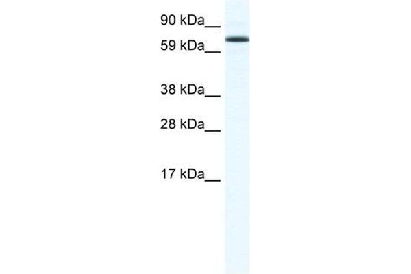 anti-Forkhead Box O6 (Foxo6) (N-Term) antibody